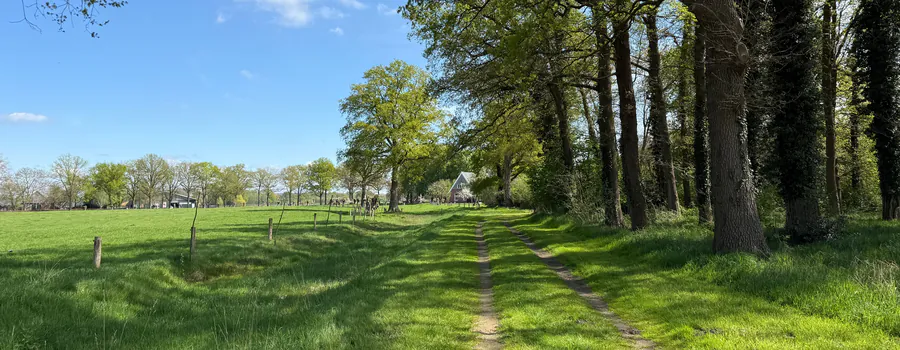 Een zandpad langs een weiland met koeien, met een rij eiken erlangs en een boerderij in de verte