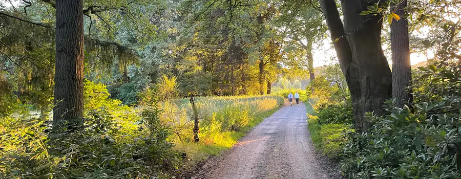 Een zandpad door het bos in de avondzon, met twee wandelaars in de verte