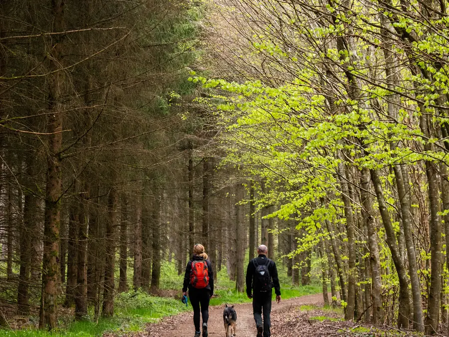 Twee wandelaars met een hond op een bospad in het voorjaar