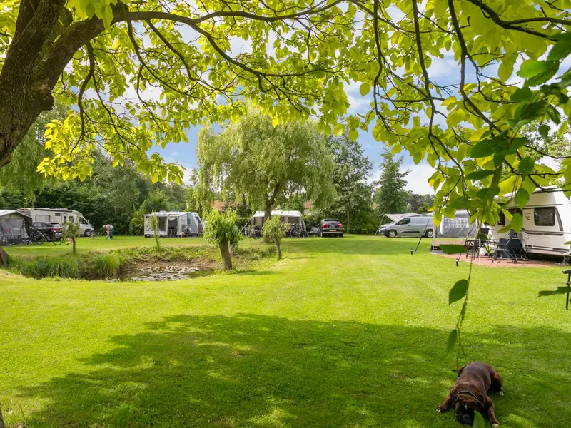 Doorkijk over het grasveld naar de kampeerplaatsen, met de vijver links en een hond in het gras
